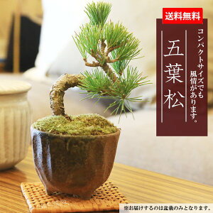 yo׉z~j~́Fܗtiˏďj*yڂ񂳂@{TCzyyΉzbonsai