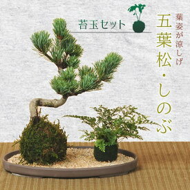 【即日出荷可！】苔玉セット：五葉松＆シノブ(受け皿・化粧砂付)*【送料無料】盆栽　bonsai