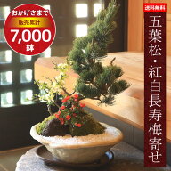 【父の日ギフト プレゼント】【即日出荷可！】盆栽：五葉松・紅白長寿梅寄せ植え(瀬戸焼変形白釉鉢)*bonsai