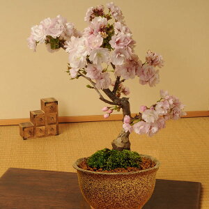 桜盆栽：八重桜(信楽焼伊羅保鉢)*【2023年開花】【あす楽対応】自宅でお花見 bonsai