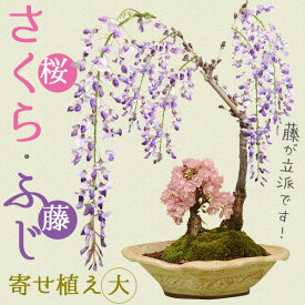 人気花物盆栽：桜・藤寄せ(大・瀬戸焼鉢)*(2024年開花終了) 【送料無料】自宅でお花見 bonsai