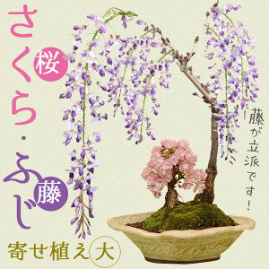 lCԕ~́FE(EˏĔ)*y2025NtJԏIzytpł͂zyzłԌ bonsai