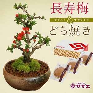 yhV̓ Mtg v[gz XlCNO.1IF~ǂĂZbg*bonsai