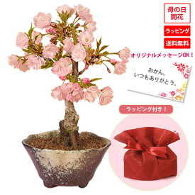 楽天市場 桜 盆栽の通販