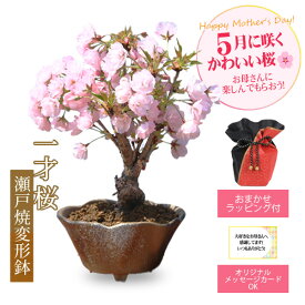 【母の日 プレゼント】◇楽天1位◇桜盆栽：母の日開花桜(瀬戸焼変形鉢)* 【送料無料】【さくら盆栽】bonsai