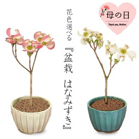まだ間に合う 母の日 ギフト プレゼント ミニ盆栽：ハナミズキ* 【送料無料】花水木(はなみずき)bonsai