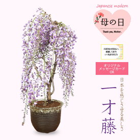 【母の日　プレゼント】(ご予約受付中) 盆栽：母の日開花一才藤（萬古焼雪深鉢）*【送料無料】bonsai