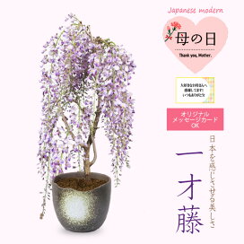 楽天市場】 桜＆藤 > 藤 : 遊恵盆栽 楽天市場店