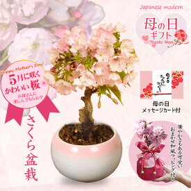 母の日ギフト プレゼント ◇楽天1位◇桜盆栽：母の日開花桜（ピンク丸陶器鉢）* 【とびっきり可愛いラッピング付】【送料無料】【さくら盆栽】