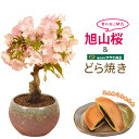 【母の日　プレゼント】母の日ギフトにおすすめ：母の日開花桜＆どら焼きセット*【送料無料】