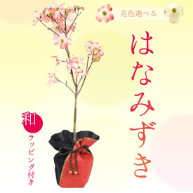 【母の日　プレゼント】(ご予約受付中) ：はなみずき（ハナミズキ）*　ラッピング付　送料無料bonsai