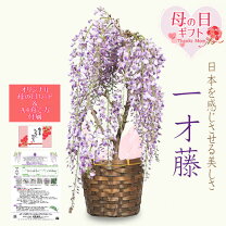 楽天市場】一才藤 苗の通販