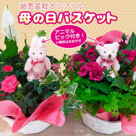 楽天市場 寄せ植え 母の日 カーネーションの通販