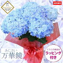 まだ間に合う母の日 ギフト プレゼント ◇楽天1位◇：アジサイ（紫陽花） “万華鏡”*あじさい【ラッピング付】【送料無料】