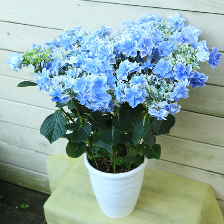 楽天市場 訳あり 庭木 植木 アジサイ 紫陽花 銀河 ガラスのカタツムリ付き 花色は土質により変化します 遊恵盆栽 楽天市場店