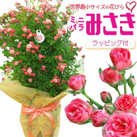 【 母の日 プレゼント】【送料無料】：鉢花ミニバラ “みさき”*ラッピング付き