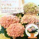 まだ間に合う母の日 ギフト：アジサイ（紫陽花） “マジカルレボリューション”*【ラッピング付】【送料無料】