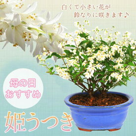 小品盆栽：母の日開花姫うつぎ(楕円青藤色陶器鉢)*【送料無料】bonsai