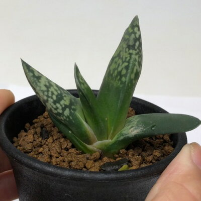 楽天市場 多肉植物 ガステリア ブラックボーイ 幅6cm 遊恵盆栽 楽天市場店 楽天市場 多肉植物 ガステリア ブラックボーイ 幅6cm 遊恵盆栽 楽天市場店