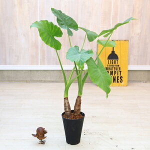 ϗtAFNYC2{*ZA[g@o[N`bv