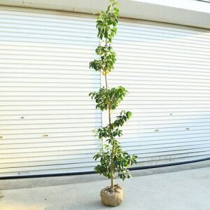 @؁F\S/悲iP؁jij*@F150cm@SF180cm@^i