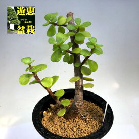 楽天市場 多肉植物 ポーチュラカ 花 ガーデン Diy の通販