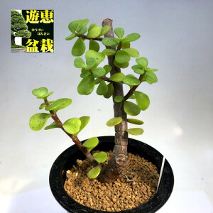 観葉植物 ポーチュラカ Diy 工具の人気商品 通販 価格比較 価格 Com