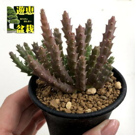 楽天市場 ガガイモ 多肉の通販