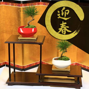 _~́F}t*󂯎MtyFIтzyzbonsai