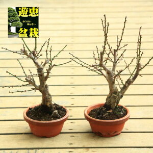 梅 盆栽 植木の人気商品 通販 価格比較 価格 Com 梅 盆栽 植木の人気商品 通販 価格比較 価格 Com