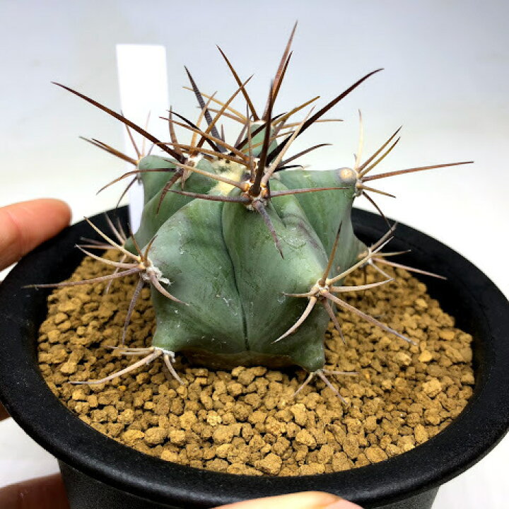 楽天市場】サボテン：エキノカクタス 弁慶 実生*幅5cm : 遊恵盆栽 