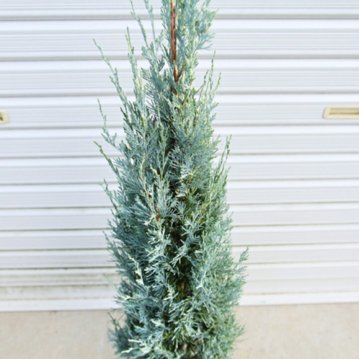 楽天市場 送料無料 庭木 コニファー ウィチッタブルー 矮性コニファー 樹高 約150ｃｍ 全高 約160ｃｍ 佐川大型商品発送 成長が遅い 灰青色の人気のコニファー 遊恵盆栽 楽天市場店