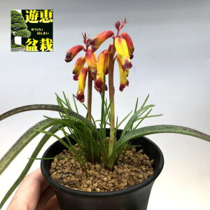 �����A���F���P�i���A �A���C�f�X �N�A�h���J���[*�t��15cm