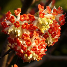 庭木：赤花（紅花）ミツマタ（三又）*　樹高40cm ポット
