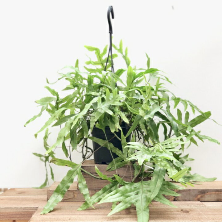 楽天市場 観葉植物 シダ植物 ミクロソリウム ディベルシフォリウム カンガルーファーン 吊り鉢 遊恵盆栽 楽天市場店