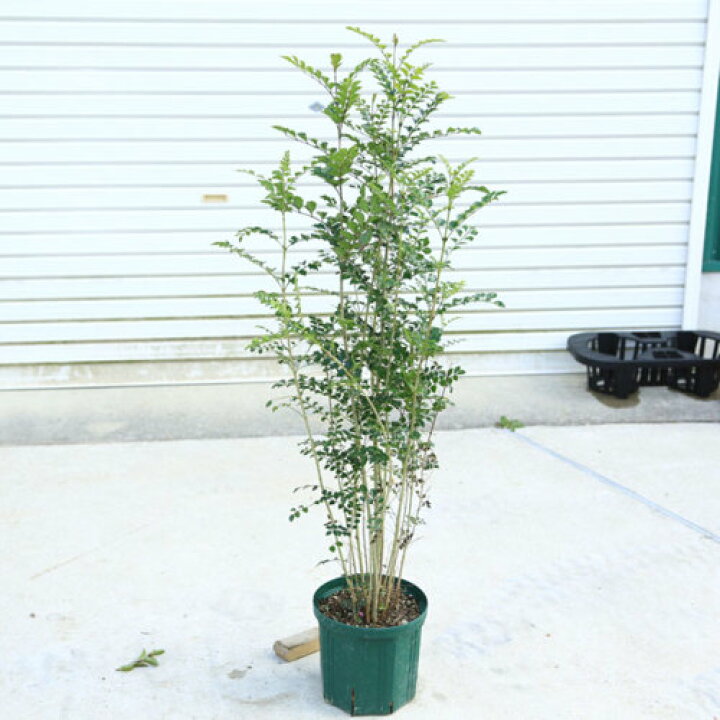 楽天市場 庭木 植木 シマトネリコ しまとねりこ 樹高100ｃｍ 全高1ｃｍ シンボルツリー 庭植え 鉢植え 遊恵盆栽 楽天市場店