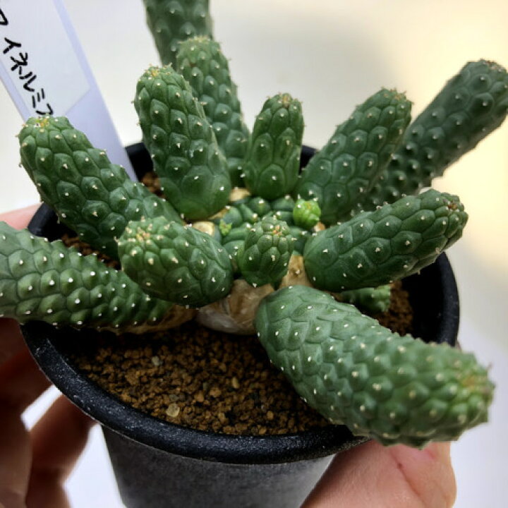 楽天市場】多肉植物：ユーフォルビア イネルミス 九頭竜*幅9cm 