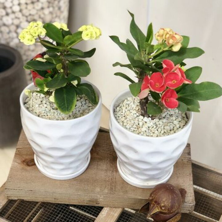 楽天市場 観葉植物 多肉植物 とげあり花キリン 八福神 Mse陶器鉢 1個 受皿付 シロゼオライト 遊恵盆栽 楽天市場店
