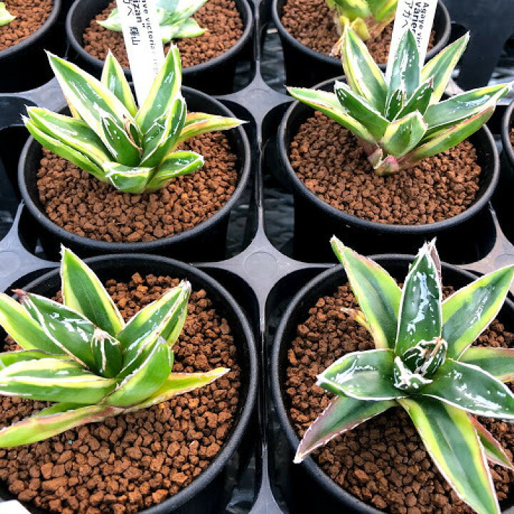 楽天市場】多肉植物：アガベ 輝山（きざん）*S 幅8cm : 遊恵盆栽 