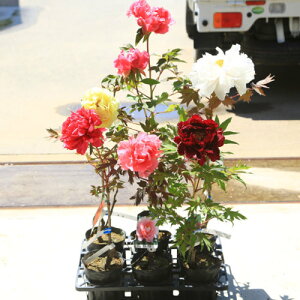 牡丹 盆栽 植木の人気商品 通販 価格比較 価格 Com