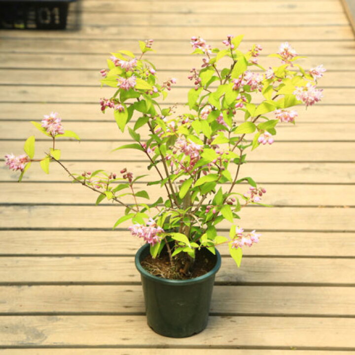 新品同様 庭木 植木苗 ビバーナム ピンクビューティー 4寸ポット 可愛い鉢植えにもできます Thisissesame Com 新品同様 庭木 植木苗 ビバーナム ピンクビューティー 4寸ポット 可愛い鉢植えにもできます Thisissesame Com