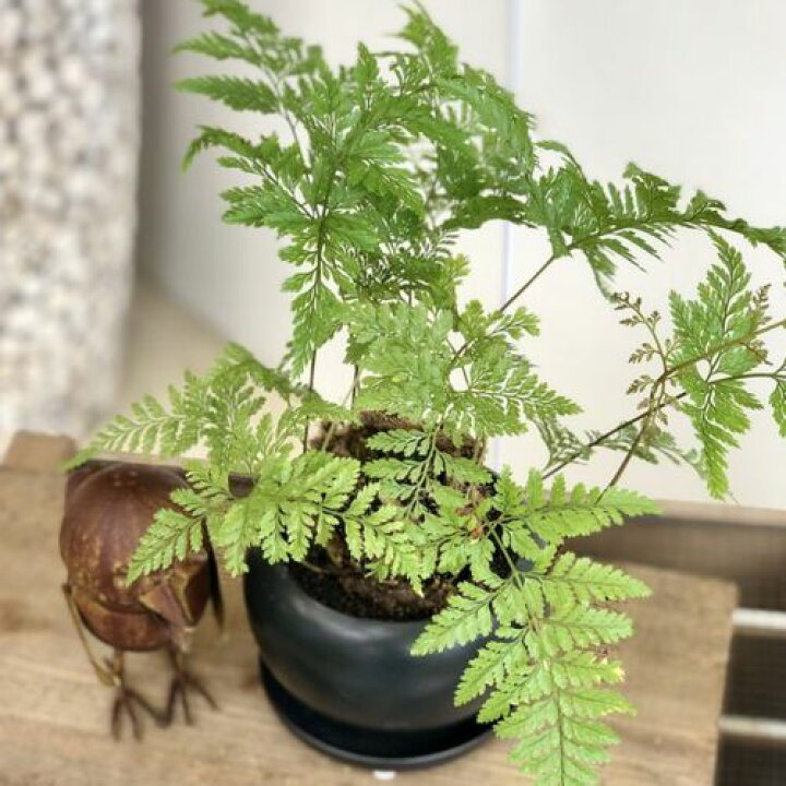 楽天市場 おしゃれ 観葉植物 洋シノブ ダバリア モダン陶器鉢 受皿付 遊恵盆栽 楽天市場店 楽天市場 おしゃれ 観葉植物 洋シノブ ダバリア モダン陶器鉢 受皿付 遊恵盆栽 楽天市場店