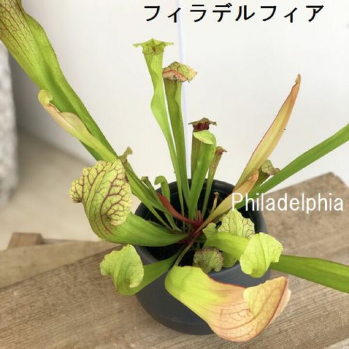 楽天市場 おしゃれ 観葉植物 食虫植物 選べるサラセニア Sarracenia フィラデルフィア レウコフィラ 遊恵盆栽 楽天市場店