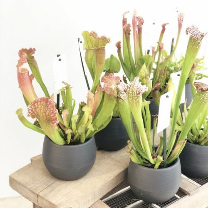 楽天市場 おしゃれ 観葉植物 食虫植物 選べるサラセニア Sarracenia ドラキュラ ステペンシー リグレヤナ 遊恵盆栽 楽天市場店 楽天市場 おしゃれ 観葉植物 食虫植物 選べるサラセニア Sarracenia ドラキュラ ステペンシー リグレヤナ 遊恵盆栽 楽天市場店