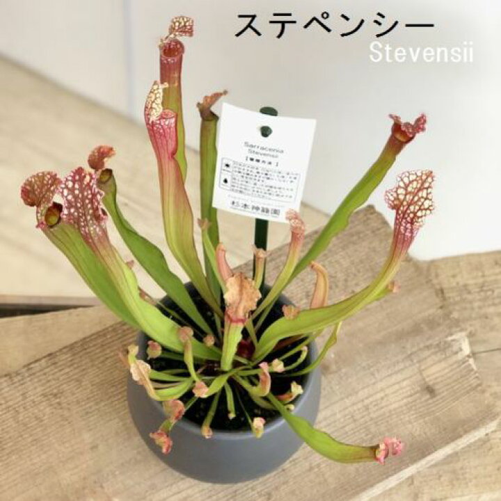 楽天市場 おしゃれ 観葉植物 食虫植物 選べるサラセニア Sarracenia ドラキュラ ステペンシー リグレヤナ 遊恵盆栽 楽天市場店