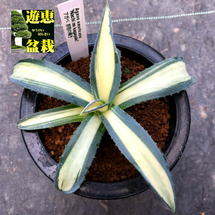 楽天市場】多肉植物：アガベ 那智の輝*幅13cm : 遊恵盆栽 楽天市場店 