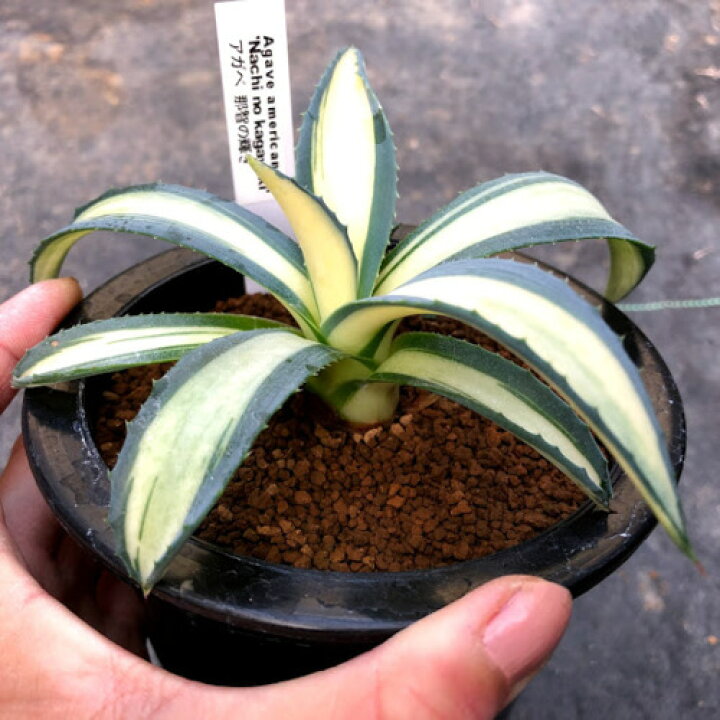 楽天市場】多肉植物：アガベ 那智の輝*幅13cm : 遊恵盆栽 楽天市場店 