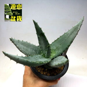 観葉植物 アロエ 多肉植物の人気商品 通販 価格比較 価格 Com 観葉植物 アロエ 多肉植物の人気商品 通販 価格比較 価格 Com