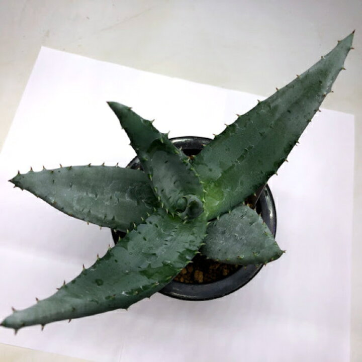 新色追加して再販 多肉植物 アロエ 4種類からお選びください
