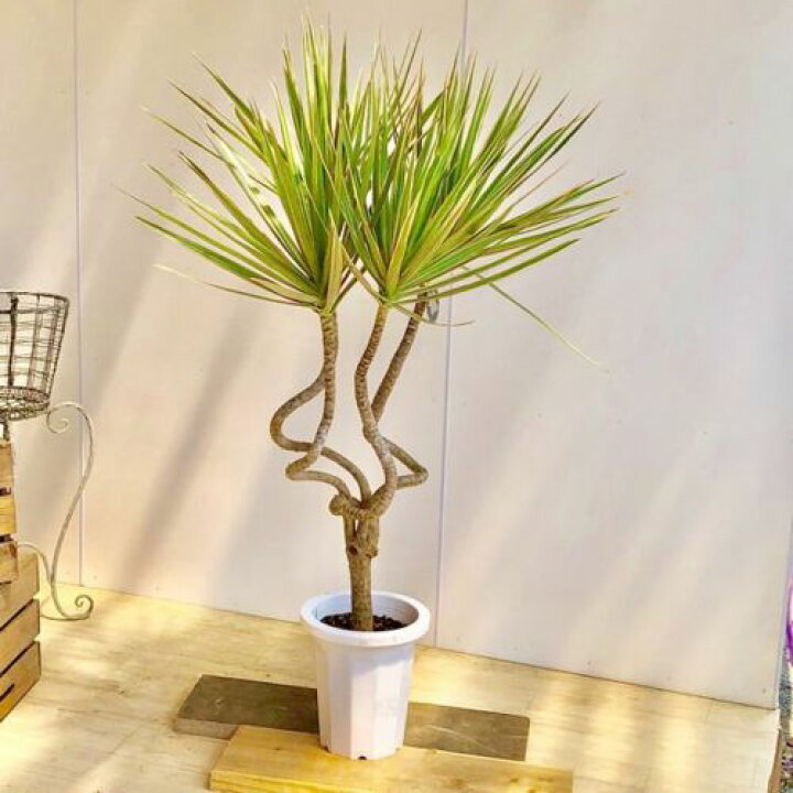 楽天市場 観葉植物 ドラセナ コンシンネ トリカラー龍 プラポット 大型ヤマト商品発送 遊恵盆栽 楽天市場店 楽天市場 観葉植物 ドラセナ コンシンネ トリカラー龍 プラポット 大型ヤマト商品発送 遊恵盆栽 楽天市場店